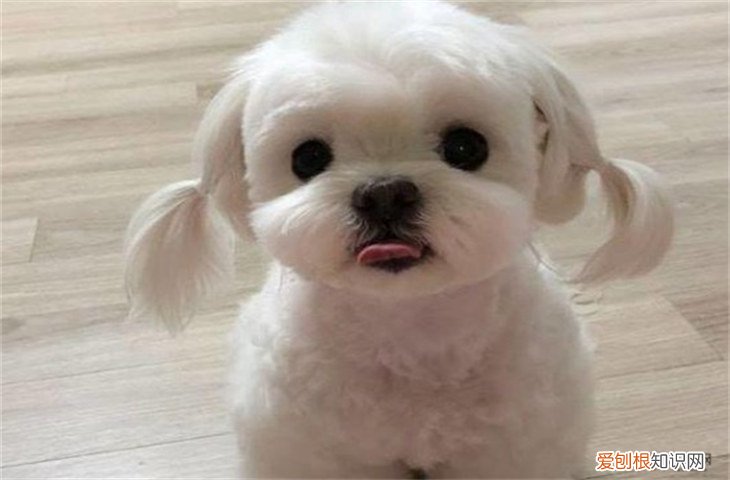 马尔济斯犬为什么这么贵 马尔济斯犬9000元贵吗