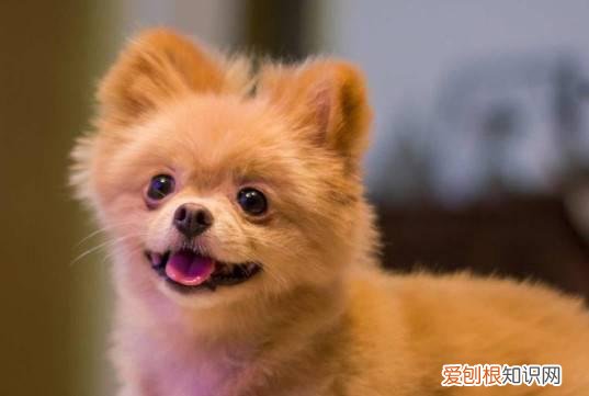 纯种茶杯犬多少钱一只 纯种茶杯犬的价格