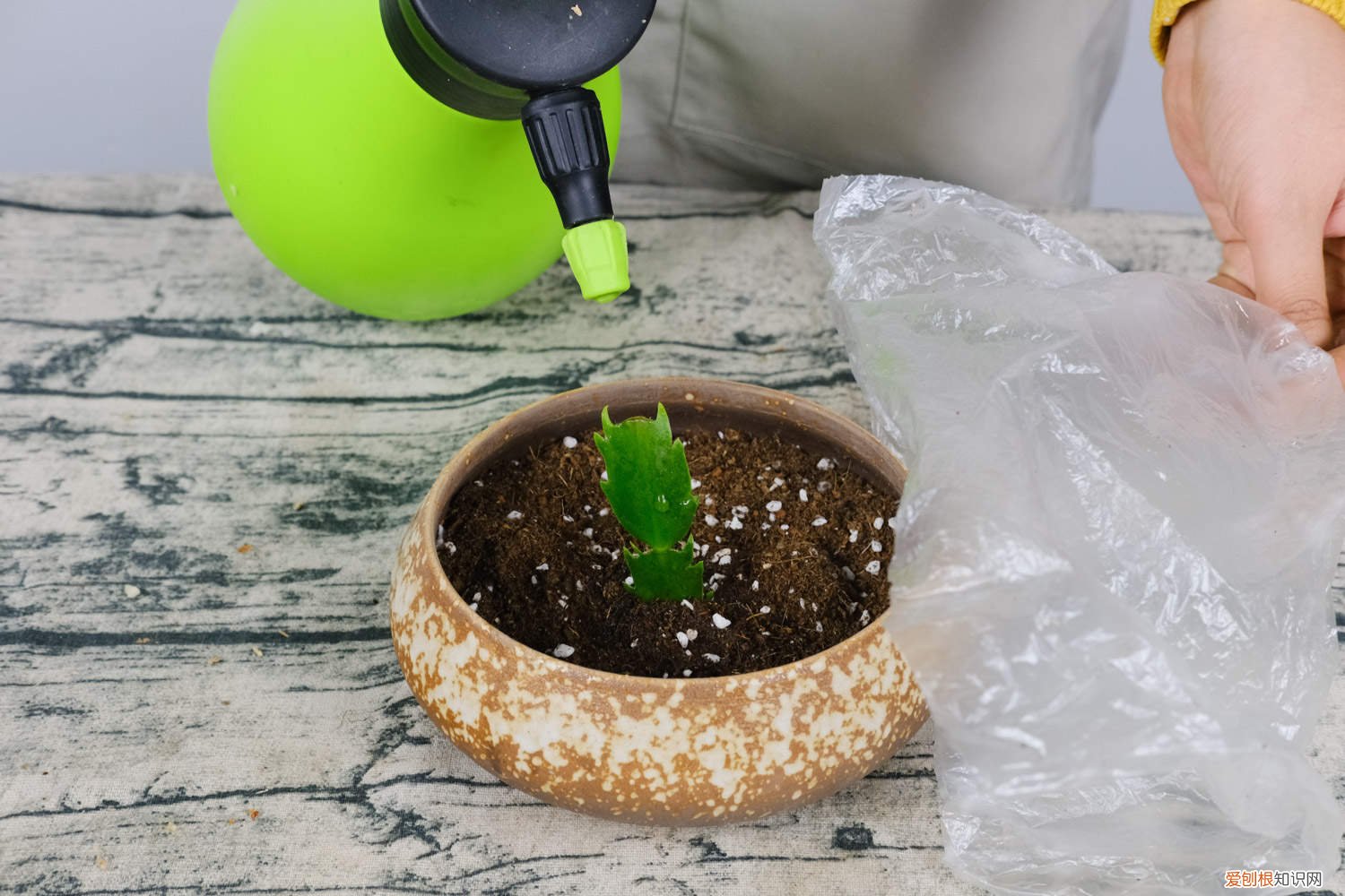 蟹爪兰分盆后几天浇水 如何给蟹爪兰分盆，分盆后多久生根