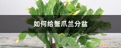 蟹爪兰分盆后几天浇水 如何给蟹爪兰分盆，分盆后多久生根