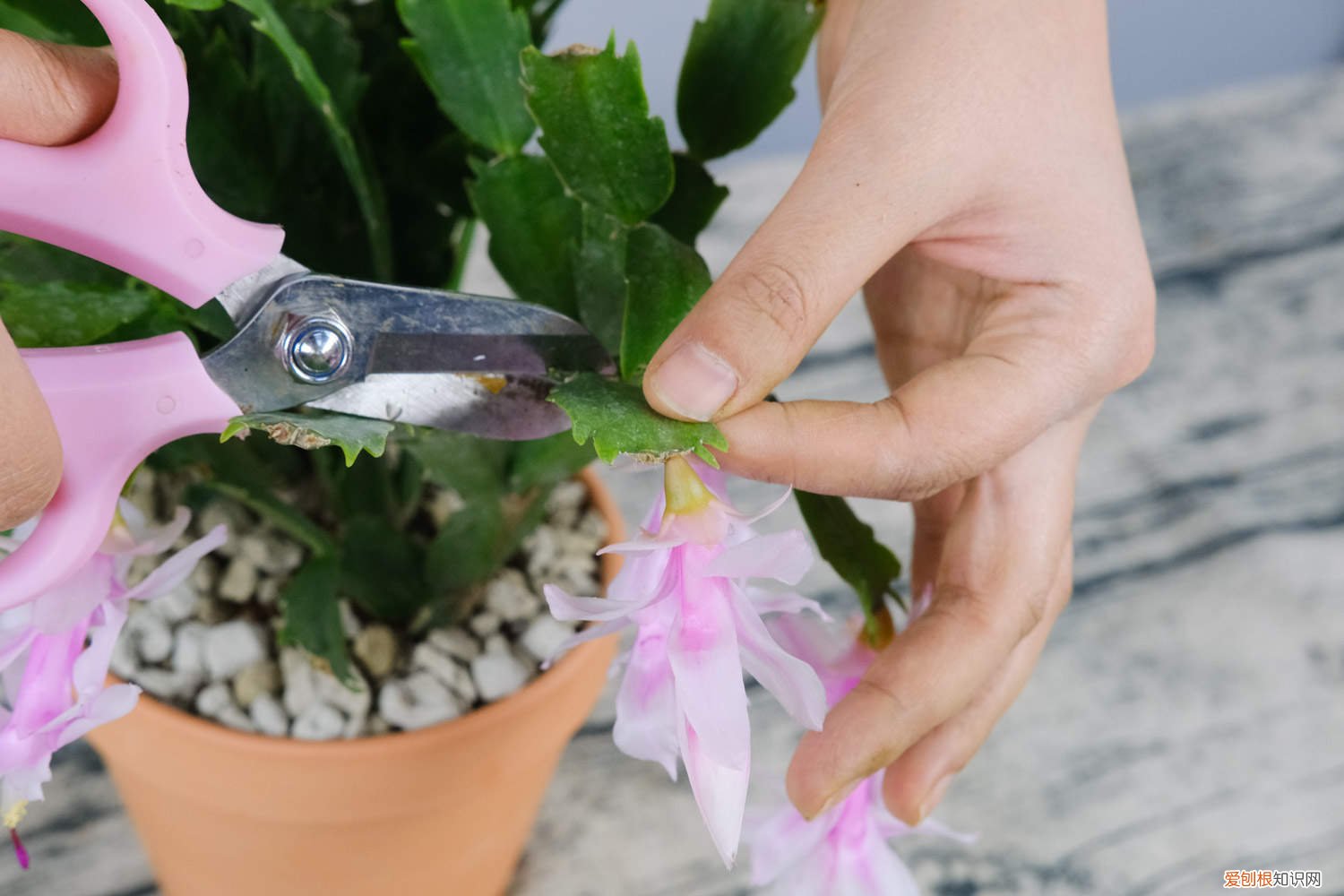 蟹爪兰分盆后几天浇水 如何给蟹爪兰分盆，分盆后多久生根