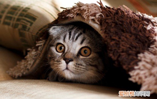 猫为什么会对人发出低吼声 猫为什么会对人发出低吼