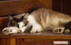 猫的粑粑很干怎么办 猫粑粑干怎么回事