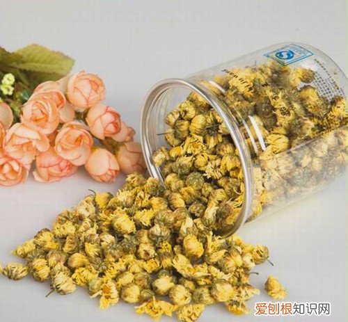 白菊花的食用方法白菊花对身体有没有副作用