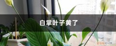 白掌叶子黄了怎么回事 白掌叶子黄了的原因