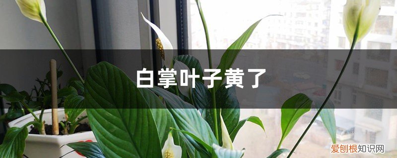 白掌叶子黄了怎么回事 白掌叶子黄了的原因