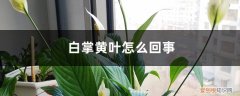 白掌黄叶怎么回事 白掌黄叶怎么回事