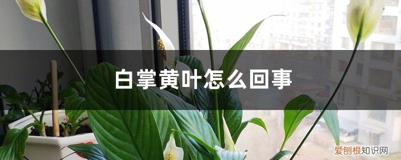 白掌黄叶怎么回事 白掌黄叶怎么回事