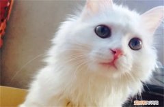 临清狮子猫怎么买 临清狮子猫600元贵吗