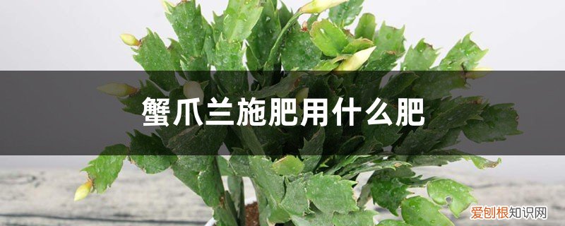 给蟹爪兰施什么肥料 蟹爪兰施肥用什么肥，用羊粪可以吗