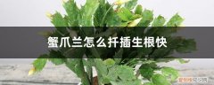 扦插生根的蟹爪兰什么时候移栽 蟹爪兰怎么扦插生根快，怎么扦插容易成活