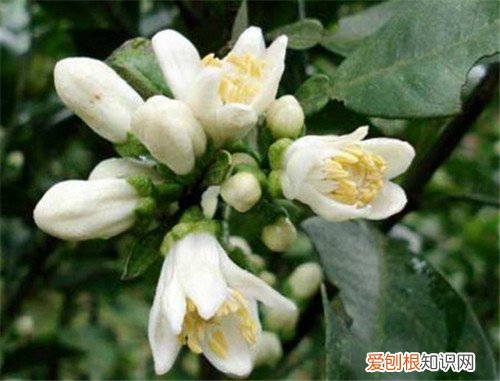 代代花的功效与作用有哪些 代代花的食用注意事项