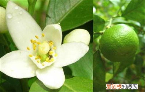 代代花的功效与作用有哪些 代代花的食用注意事项