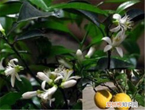 代代花的功效与作用有哪些 代代花的食用注意事项