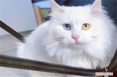 临清狮子猫市场价 临清狮子猫500元贵吗