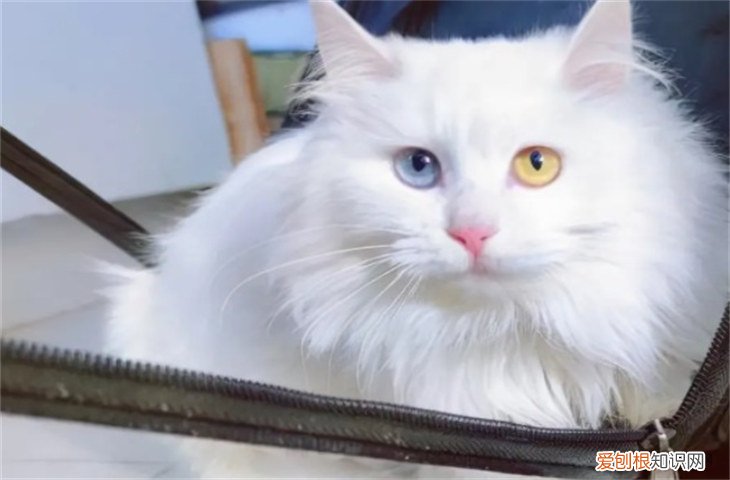 临清狮子猫市场价 临清狮子猫500元贵吗