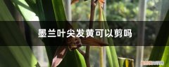一叶兰叶子尖发黄能剪掉吗怎么剪 墨兰叶尖发黄可以剪吗