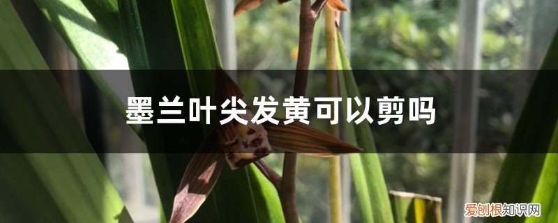 一叶兰叶子尖发黄能剪掉吗怎么剪 墨兰叶尖发黄可以剪吗