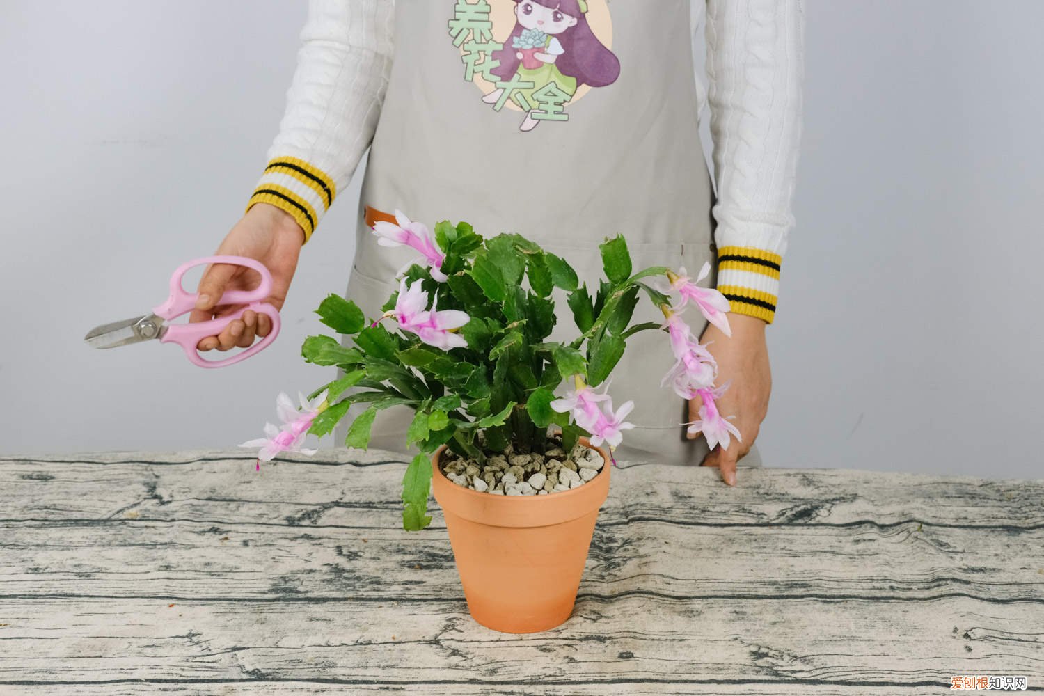 蟹爪兰开花时能不能翻盆 春季蟹爪兰需要翻盆吗，春天开花吗