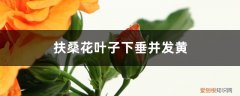 扶桑花叶子下垂并发黄怎么办呢 扶桑花叶子下垂并发黄怎么办