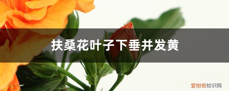 扶桑花叶子下垂并发黄怎么办呢 扶桑花叶子下垂并发黄怎么办