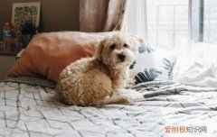 有狗狗怎么坐火车 狗狗怎么坐火车