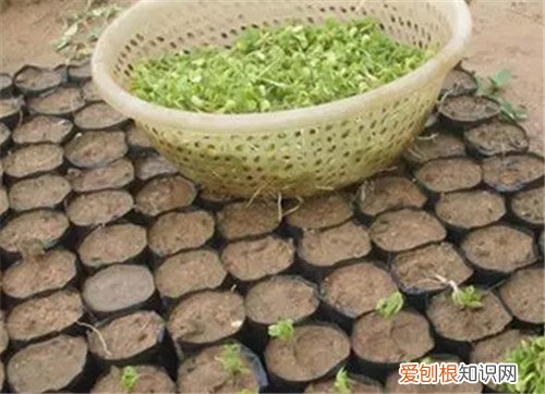 黄花梨种子会贵吗 怎么用种子来栽培黄花梨木