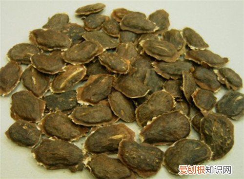 黄花梨种子会贵吗 怎么用种子来栽培黄花梨木