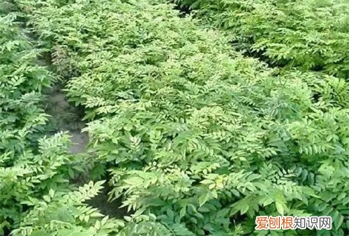 黄花梨种子会贵吗 怎么用种子来栽培黄花梨木
