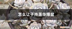 子持莲华养殖方法和注意事项 怎么让子持莲华爆盆，怎么繁殖
