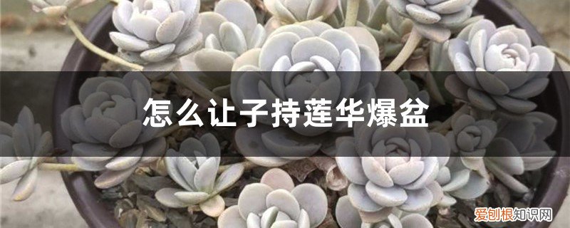 子持莲华养殖方法和注意事项 怎么让子持莲华爆盆，怎么繁殖