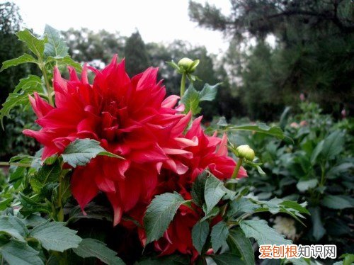 山芋花的种植技术 如何养殖山芋花