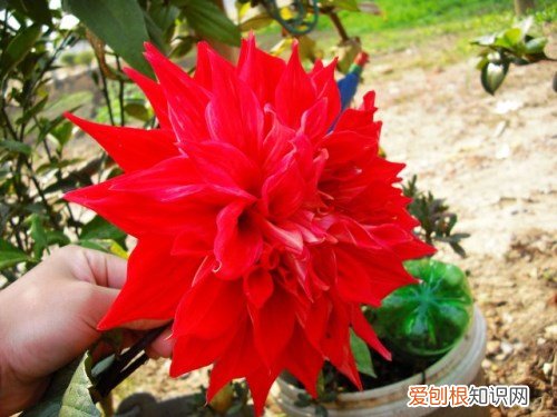山芋花的种植技术 如何养殖山芋花
