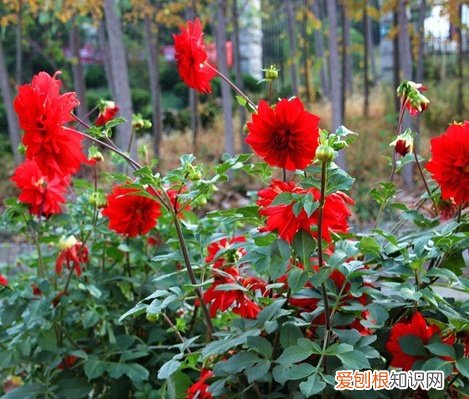 山芋花的种植技术 如何养殖山芋花
