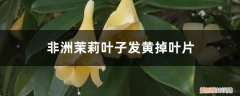 非洲茉莉叶子发黄掉叶片怎么办视频 非洲茉莉叶子发黄掉叶片怎么办