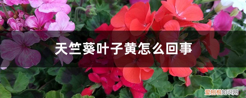 天竺葵叶子黄了是什么原因 天竺葵叶子发黄是怎么回事