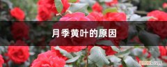 月季叶黄是怎么回事 月季黄叶的原因