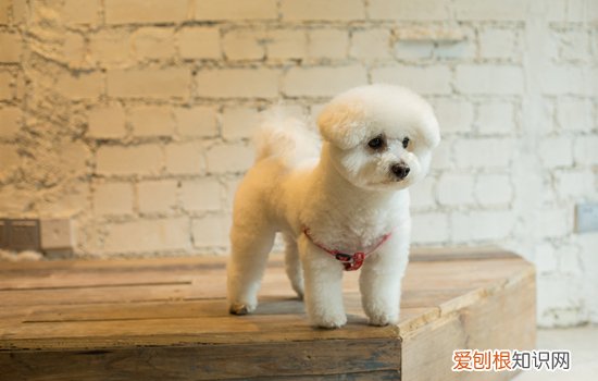 和比熊犬很像的狗狗 和比熊犬很像的狗狗是什么