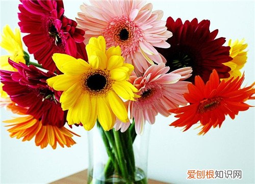 菊花图片大全 菊花可以养在家里吗