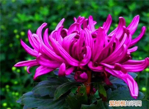 菊花图片大全 菊花可以养在家里吗