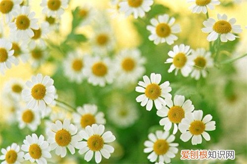 菊花图片大全 菊花可以养在家里吗