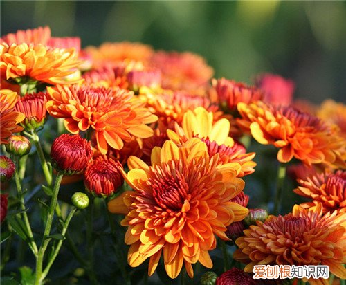 菊花图片大全 菊花可以养在家里吗