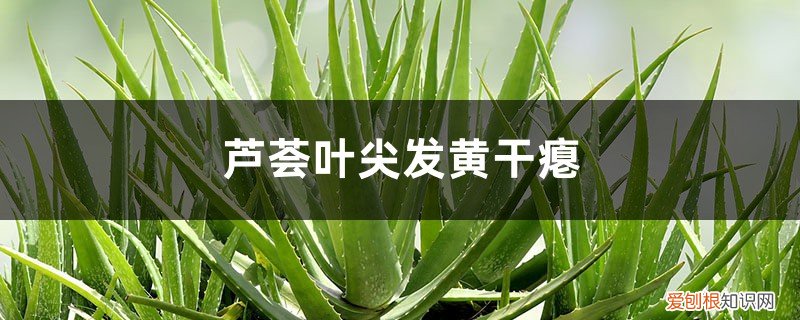 芦荟叶子黄了,干瘪什么现象 芦荟叶尖发黄干瘪怎么解决