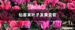 仙客来叶子发黄怎么回事 仙客来叶子发黄变软怎么办