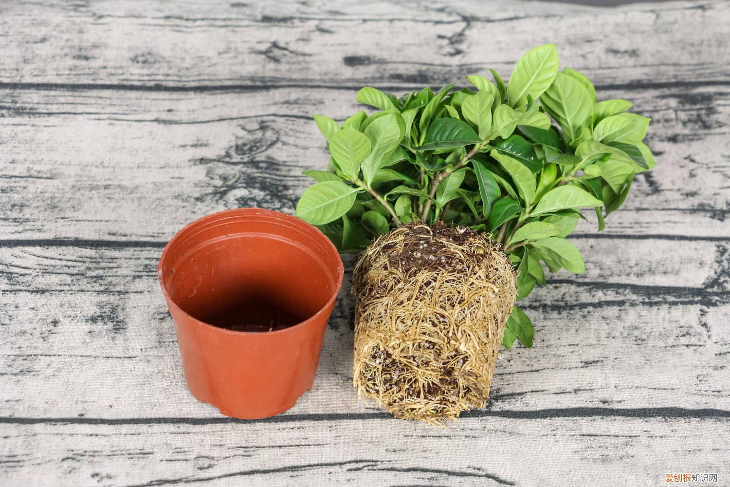 原因和解决方法 栀子花黄叶掉叶怎么办(栀子花叶子发黄脱落怎样挽救)