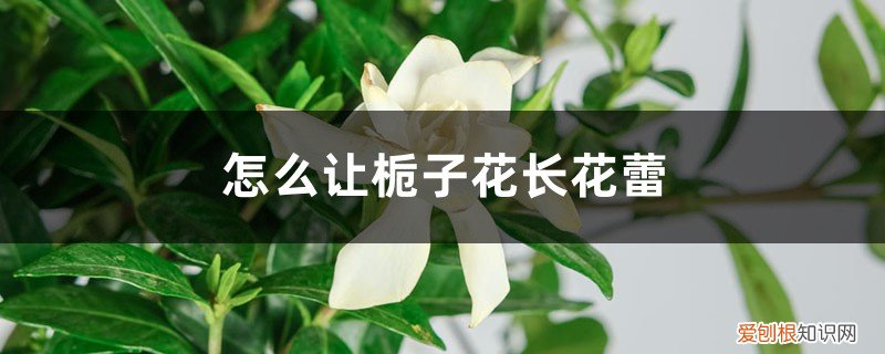 栀子花长花蕾时怎么养护 怎么让栀子花长花蕾,有花蕾后怎么养