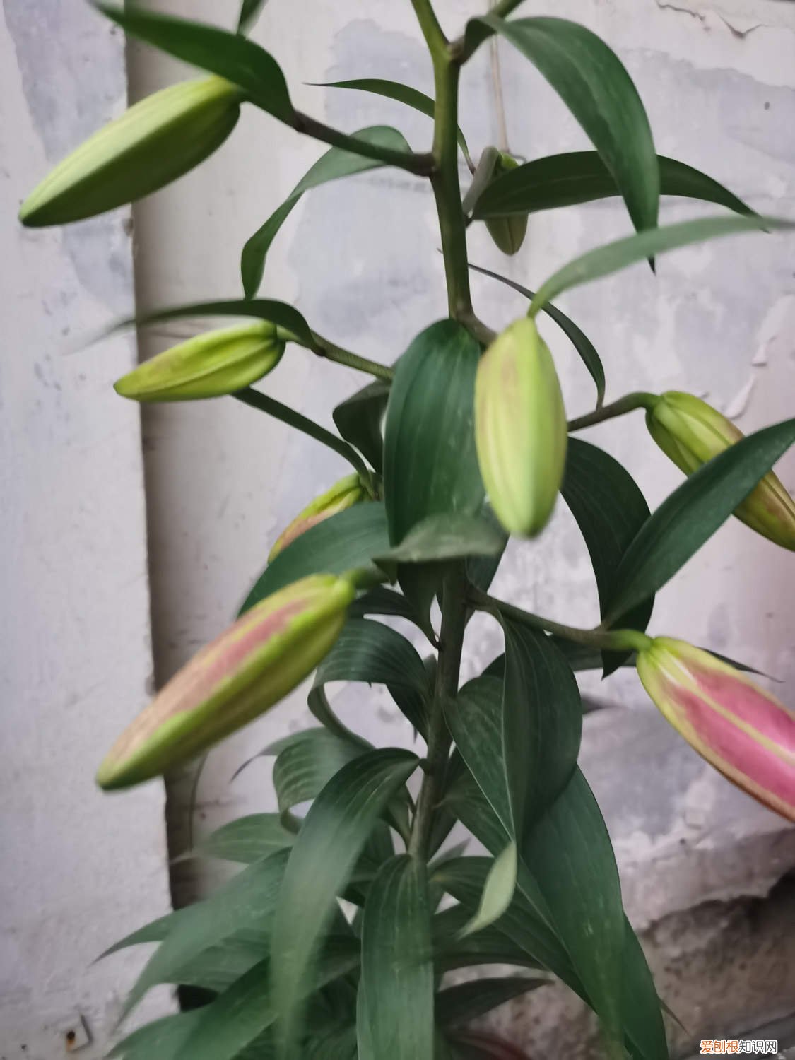 怎样不让百合花长太高 如何让百合花长得矮壮，长得太高怎么办