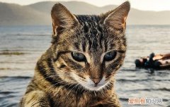 猫咪寄养不吃饭怎么办 寄养的猫不吃饭怎么办