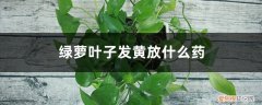 绿萝叶子黄了用什么 绿萝叶子发黄放什么药