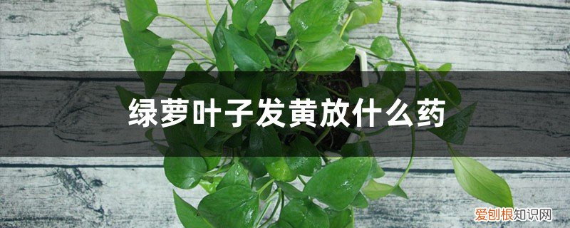 绿萝叶子黄了用什么 绿萝叶子发黄放什么药